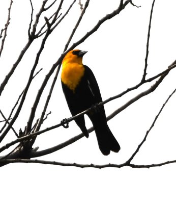 Male Yellow-headed Blackbird on NW 63rd Street, east of Sara Road