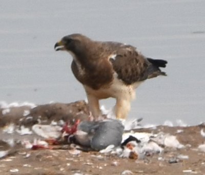 We drove on down to the bridge over Kilpatrick Turnpike to look at gulls and other water birds and found this Swainson's Hawk nourishing itself with its recent kill, a Franklin's Gull.