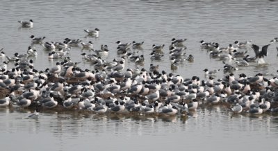 There were still hundreds of Franklin's Gulls in the water in the sand pit.