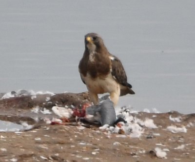 Swainson's Hawk with dead Franklin's Gull