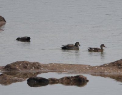 There were ducks in the water, including these Gadwalls.