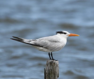 Royal Tern on a post near the boat ramp at the beginning of Bio Lab Drive, Merritt Island NWR, FL