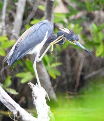 Tricolored Heron scratching its neck