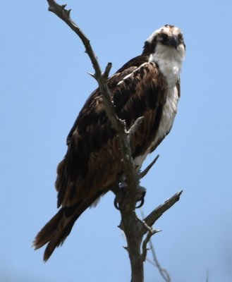 The Osprey looked, but didn't seemed concerned with us.