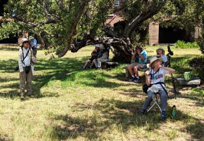 After everyone had arrived from the boat, we all ventured into the interior of the fort. There we found clusters of Buttonwood trees. Among the trees in the SE corner of the yard, was a little fountain on the ground from which the birds could drink and it was surrounded by some benches for observers.