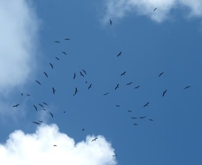 Dozens of Magnificent Frigatebirds circling over Garden Key