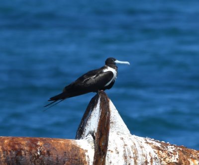 Somewhere out in the middle of the Gulf, there were some rusty pipes sticking up out of the water that provided a resting place for several birds, like this adult female Magnificent Frigatebird. 
