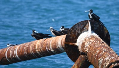 First summer Laughing Gull with 3 adult female and one juvenile Magnificent Frigatebird on a pipe in the Gulf of Mexico