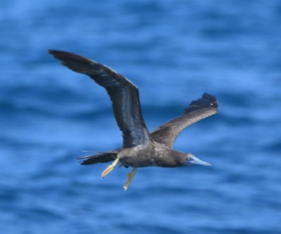 First year Brown Booby flying over the Gulf of Mexico