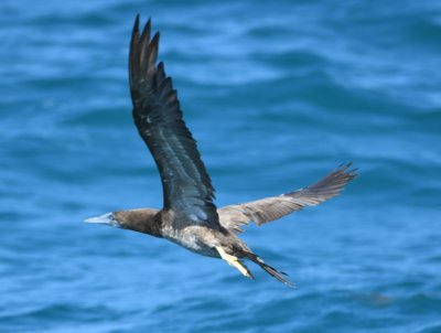 Juvenile Brown Booby