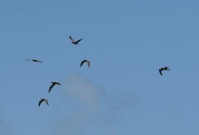 Six juvenile Brown Boobies flying over the Gulf of Mexico