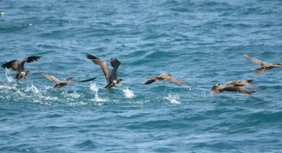 Brown Boobies taking flight off the water