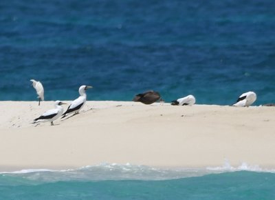 ...and a wind-blown Snowy Egret, juvenile Brown Booby, and a small shorebird.