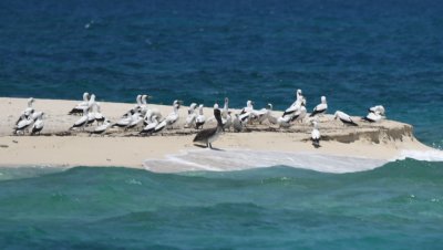 Masked Boobies and a juvenile Brown Booby on Hospital Key in the Dry Tortugas