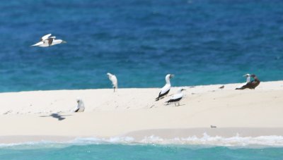 Masked Booby in flight, Snowy Egret, shorebird, juvenile Brown Booby and other Masked Boobies on Hospital Key, Dry Tortugas