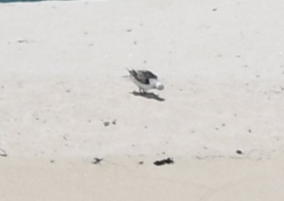 Is it a Laughing Gull?