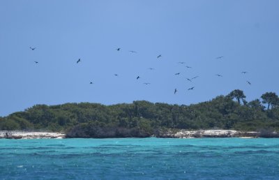 Magnificent Frigatebirds over Long Key