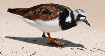 There were several Ruddy Turnstones (Rusty Turnstiles, as Dave called them) combing the beach in their breeding plumage.