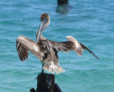 Juvenile Brown Pelican dries it wings