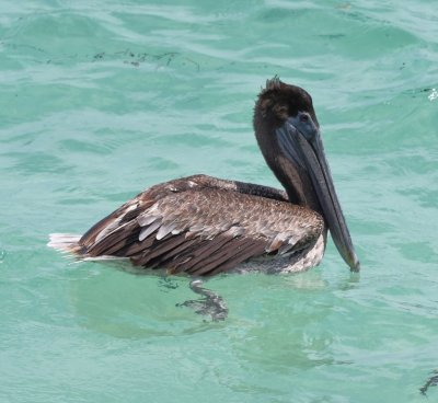 Juvenile (first year) Brown Pelican