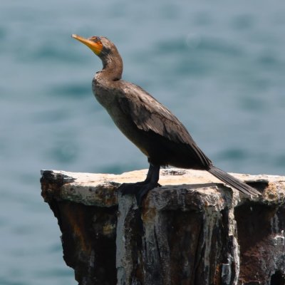 Double-crested Cormorant on one of the pilings