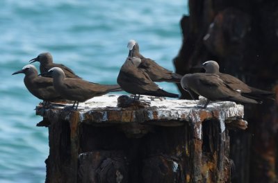 Brown Noddies on one of the rusty old loading dock pilings