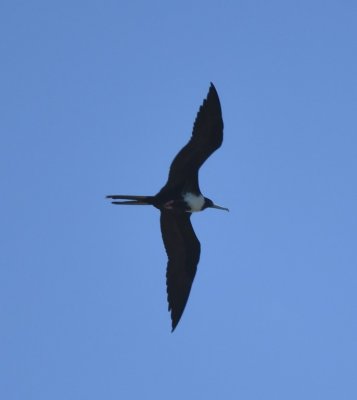 Adult female Magnificent Frigatebird circling overhead