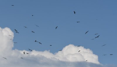 More soaring Magnificent Frigatebirds