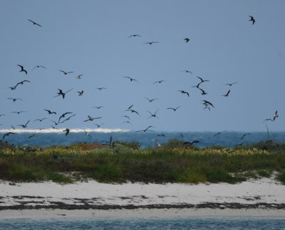 Sooty Terns and Brown Noddies circling over nests at Bush Key