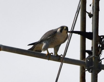 Peregrine Falcon on the radio tower at the fort--there seem to be some bird body parts stuck on the tower