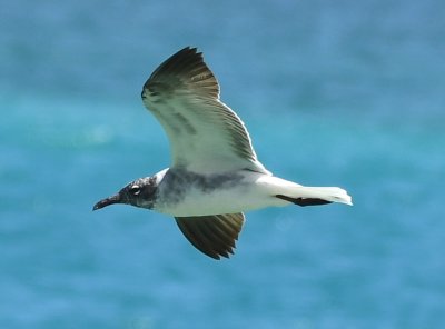 First summer Laughing Gull in flight