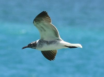 First summer Laughing Gull in flight