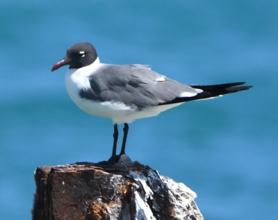 Adult Laughing Gull