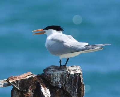 Adult Royal Tern