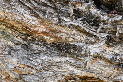Bark of the Buttonwood tree