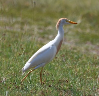 Cattle Egret in breeding plumage