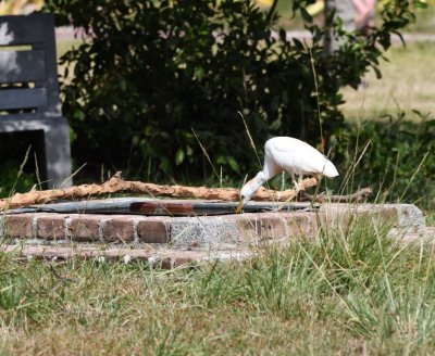Cattle Egret at the little fountain, getting a drink