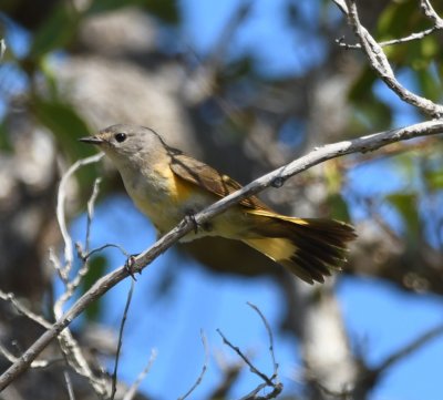 Female American Redstart flaring its tail