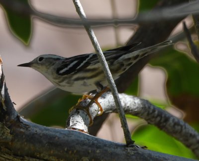 Female Black-and-white Warbler
