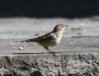 Palm Warbler