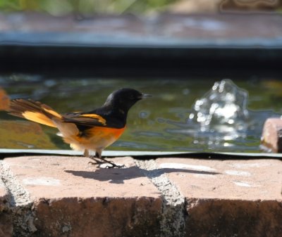 Male American Redstart at the fountain--or is that Terminator II? 