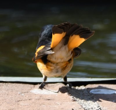 Rear view of the male American Redstart