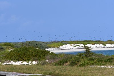 Terns and noddies over Bush Key