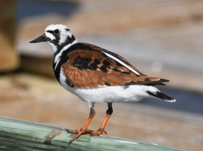 Back out at the dock, we saw more of the Ruddy Turnstones.