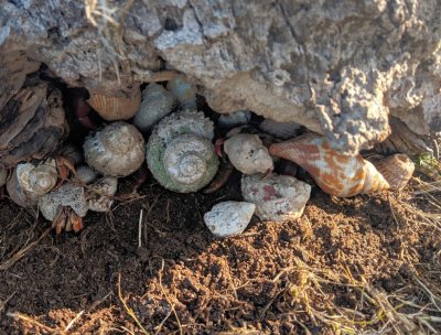 Hermit crabs