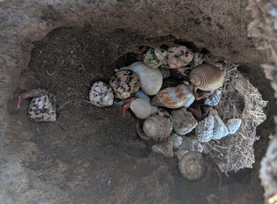 Hermit crabs