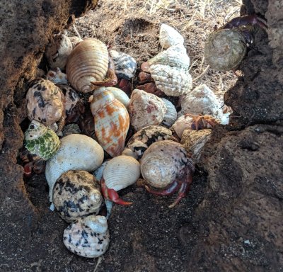 Hermit crabs