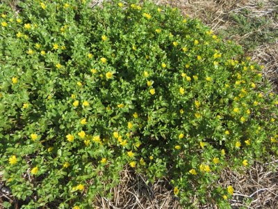 There were lots of different plants growing along the paths inside the fort, including this wildflower with tiny yellow flowers.
