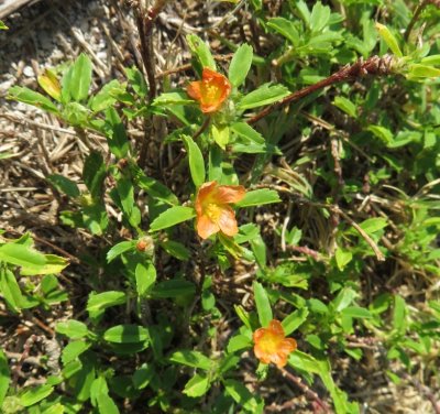 Another of the small wildflowers growing along the paths of the fort