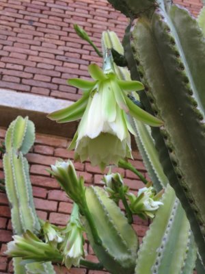 This huge night-blooming cactus was growing in the NE interior corner of the fort and was carefully surrounded by the scaffolding being used for the stabilization of the fort's lighthouse.